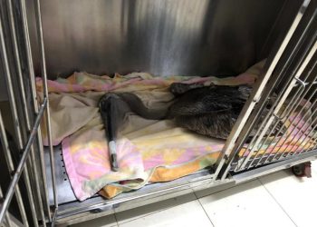 LA FUNDACIÓN DE PARQUES Y MUSEOS DE COZUMEL RESCATA A PELÍCANO PARDO, ES OPERADO CON ÉXITO