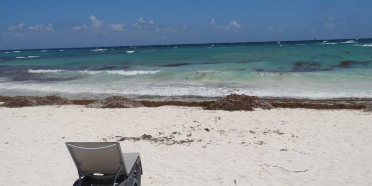 AUMENTA RECALE DE SARGAZO EN PLAYA DEL CARMEN