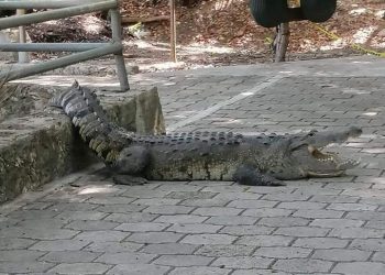 GRAN MOVILIZACIÓN POR REPORTE DE COCODRILO EN PARQUE ECOLÓGICO EN CHETUMAL