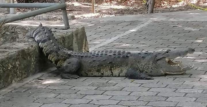 GRAN MOVILIZACIÓN POR REPORTE DE COCODRILO EN PARQUE ECOLÓGICO EN CHETUMAL