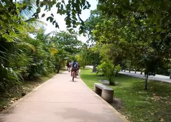 FONATUR PODA VEGETACIÓN EN PELIGRO DE EXTINCIÓN EN ZONA HOTELERA DE CANCÚN