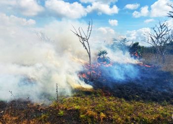 11 INCENDIOS FORESTALES EN QUINTANA ROO LIQUIDADOS AL 100%.