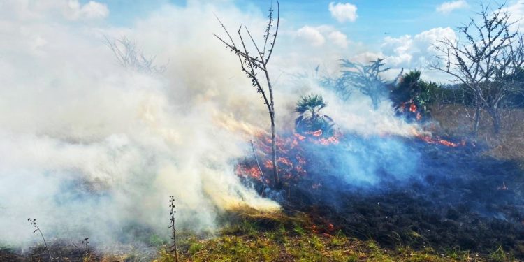 11 INCENDIOS FORESTALES EN QUINTANA ROO LIQUIDADOS AL 100%.