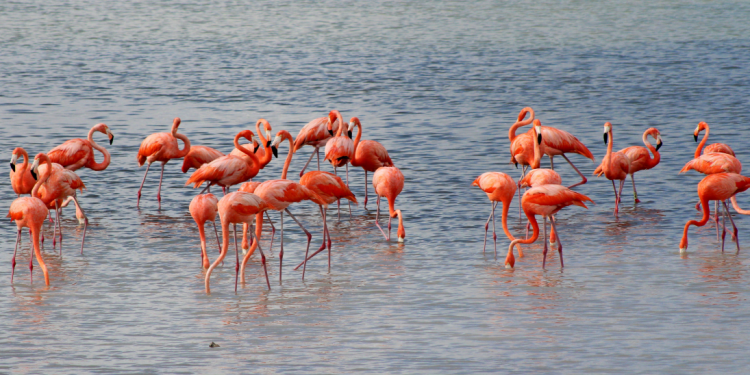 CELEBRA EL DÍA DE LA TIERRA