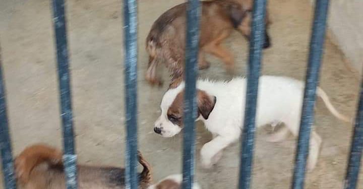 PIDEN EN REDES SOCIALES RENUNCIA DE DIRECTOR DE LA PERRERA MUNICIPAL DE CANCÚN