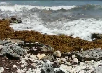 SARGAZO AMENAZA A MAHAHUAL