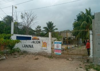 LE «DUELE» A OTHONIEL SEGOVIA ATENDER A LOS PERRITOS DE LA CALLE