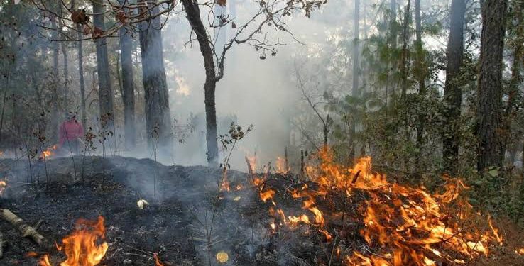 SE PRONOSTICAN ALTAS TEMPERATURAS, POCA PRECIPITACIÓN Y VIENTOS FUERTES