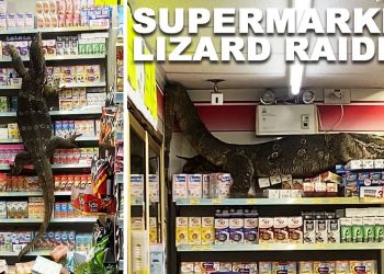 «GODZILLA ES REAL»: GIGANTESCO LAGARTO DESATA EL PÁNICO EN TAILANDIA