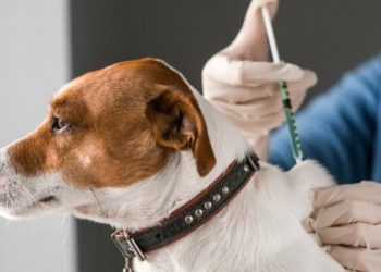 ESTA VETERINARIA INYECTÓ A DECENAS DE PERSONAS VACUNAS PARA PERROS