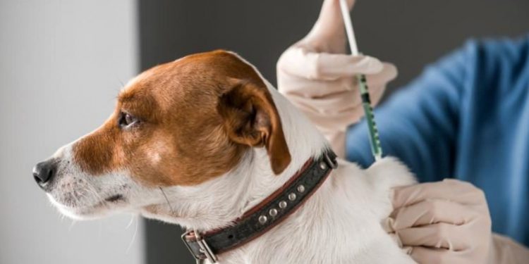 ESTA VETERINARIA INYECTÓ A DECENAS DE PERSONAS VACUNAS PARA PERROS