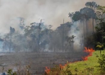 PANTANOS SUFREN IMPACTO DE SEQUÍA CON INCENDIOS