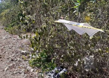 APLICAN NOTIFICACIÓN POR TALA DE ÁRBOLES EN UN PREDIO DE PLAYA DEL CARMEN