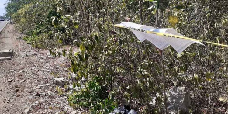 APLICAN NOTIFICACIÓN POR TALA DE ÁRBOLES EN UN PREDIO DE PLAYA DEL CARMEN