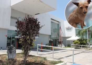 INICIA EL PRIMER JUICIO POR MALTRATO ANIMAL EN QUINTANA ROO