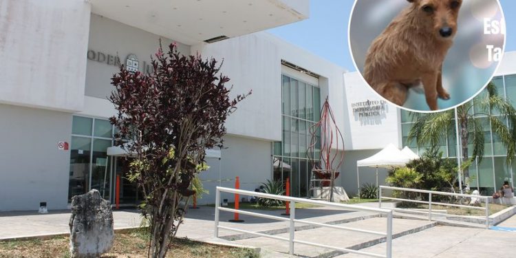 INICIA EL PRIMER JUICIO POR MALTRATO ANIMAL EN QUINTANA ROO