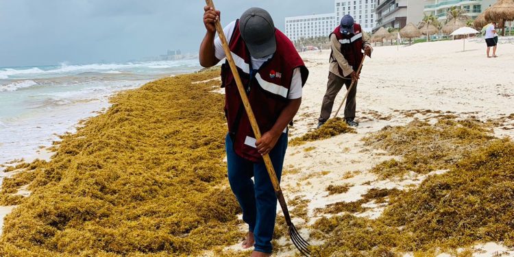 REMOCIÓN Y RETIRO DE SARGAZO EN 2021