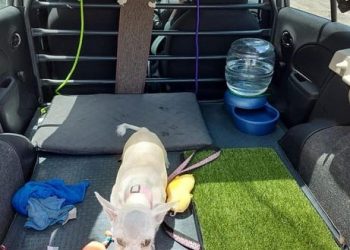 TAXI PARA MASCOTAS EN MÉRIDA