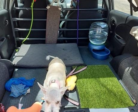 TAXI PARA MASCOTAS EN MÉRIDA