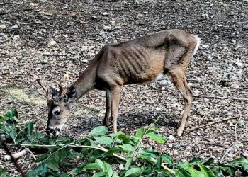 EXHORTAN A OPB PARA ENTREGAR INFORME DE CONDICIONES DE ZOOLÓGICO DE PAYO OBISPO