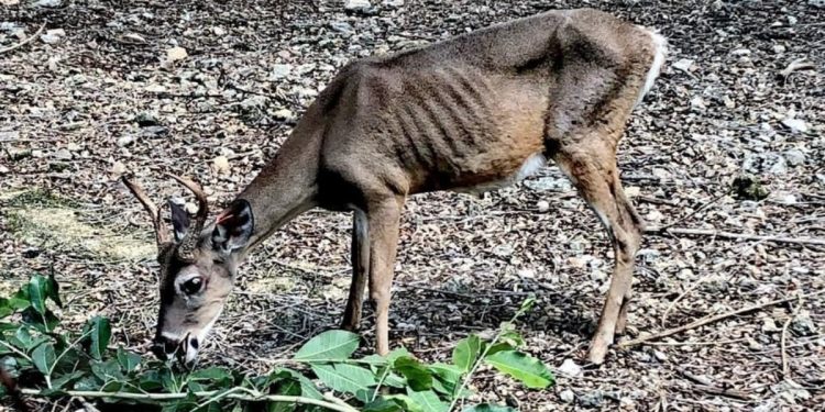 EXHORTAN A OPB PARA ENTREGAR INFORME DE CONDICIONES DE ZOOLÓGICO DE PAYO OBISPO
