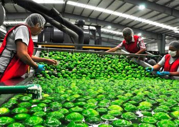 PARAN CORTE PRODUCTORES DE LIMÓN PERSA DEL SURESTE MEXICANO