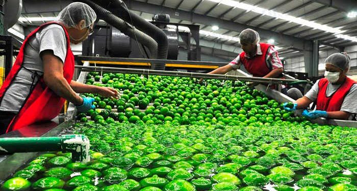 PARAN CORTE PRODUCTORES DE LIMÓN PERSA DEL SURESTE MEXICANO