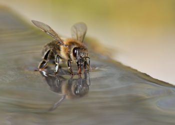 CIENTÍFICOS HOLANDESES ENTRENAN A LAS ABEJAS PARA DETECTAR EL COVID-19
