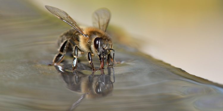 CIENTÍFICOS HOLANDESES ENTRENAN A LAS ABEJAS PARA DETECTAR EL COVID-19
