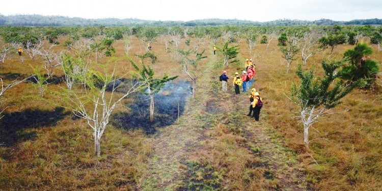 COMBATEN 403 HECTÁREAS DE 18 INCENDIOS FORESTALES EN QUINTANA ROO