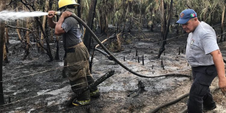 SE COMBATEN INCENDIOS FORESTALES EN QUINTANA ROO