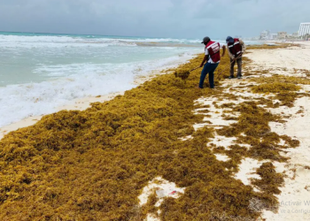 COMBATEN ARRIBAZÓN DE SARGAZO A LAS PLAYAS DE CANCÚN