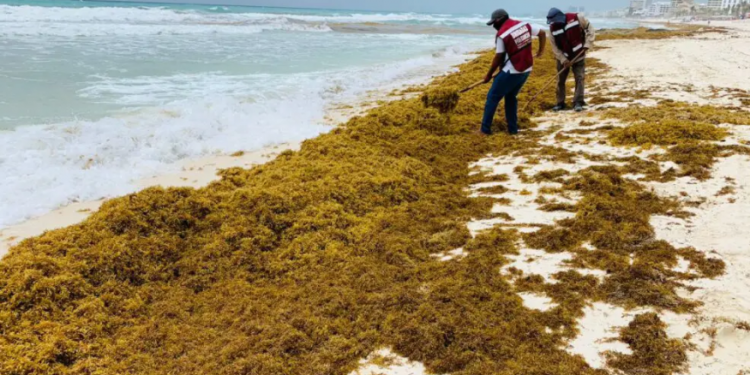 COMBATEN ARRIBAZÓN DE SARGAZO A LAS PLAYAS DE CANCÚN