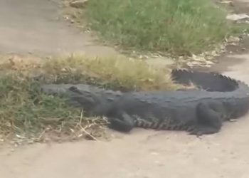 COCODRILO CAUSA TEMOR EN CALLES DE VIILLA PARILLA, TABASCO