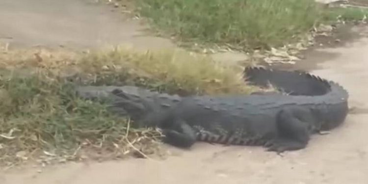 COCODRILO CAUSA TEMOR EN CALLES DE VIILLA PARILLA, TABASCO