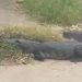 COCODRILO CAUSA TEMOR EN CALLES DE VIILLA PARILLA, TABASCO