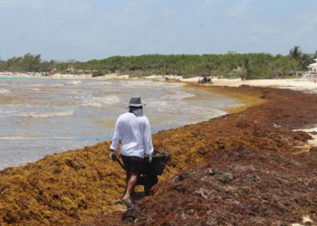 CINCO PLAYAS DE QUINTANA ROO REGISTRAN EXCESO RECALE DE SARGAZO