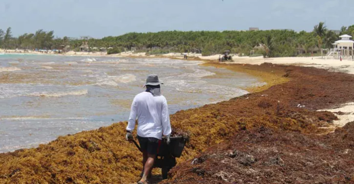 CINCO PLAYAS DE QUINTANA ROO REGISTRAN EXCESO RECALE DE SARGAZO