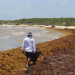 CINCO PLAYAS DE QUINTANA ROO REGISTRAN EXCESO RECALE DE SARGAZO