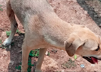 MALTRATO ANIMAL: ABANDONAN A 8 DE CADA 10 ANIMALES ATROPELLADOS