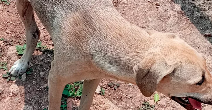 MALTRATO ANIMAL: ABANDONAN A 8 DE CADA 10 ANIMALES ATROPELLADOS