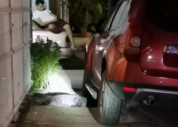 CAPTURAN A OTRO COCODRILO EN LAS CALLES DE PARRILA, AHORA EN SANTA FE