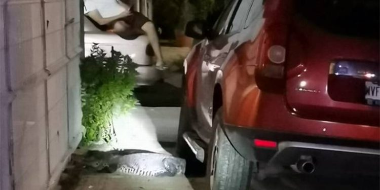 CAPTURAN A OTRO COCODRILO EN LAS CALLES DE PARRILA, AHORA EN SANTA FE