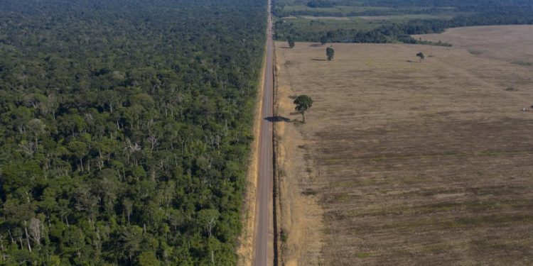 AUMENTA LA DEFORESTACIÓN DE LA AMAZONÍA
