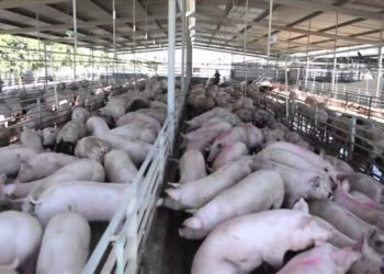 SUSPENDEN GRANJA PORCINA POR CONTAMINACIÓN EN YUCATÁN
