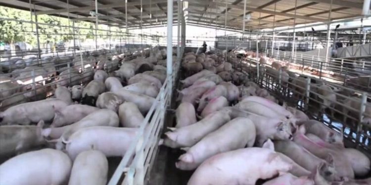 SUSPENDEN GRANJA PORCINA POR CONTAMINACIÓN EN YUCATÁN