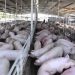 SUSPENDEN GRANJA PORCINA POR CONTAMINACIÓN EN YUCATÁN