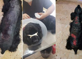 LLEVA A SU PERRITA A ESTÉTICA EN YUCATÁN Y LA QUEMAN