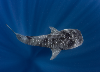 EL REGRESO DEL TIBURÓN BALLENA A HOLBOX