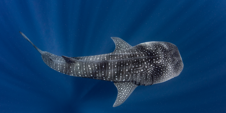 EL REGRESO DEL TIBURÓN BALLENA A HOLBOX